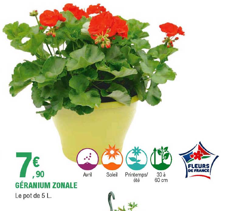 géranium zonale