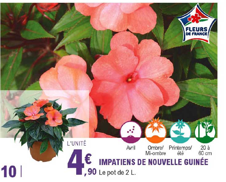 impatiens de nouvelle guinée