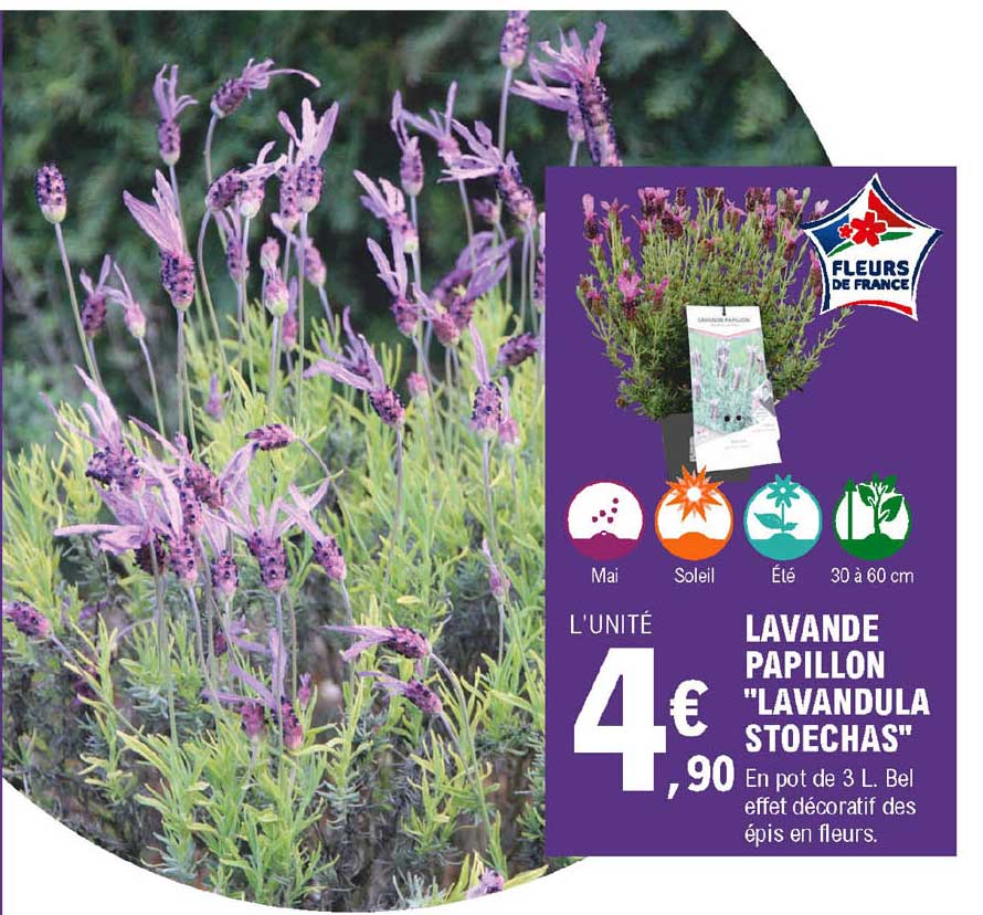 lavande papillon "lavandula stoechas"