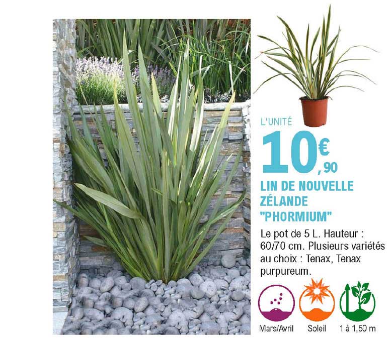lin de nouvelle zélande "phormium"