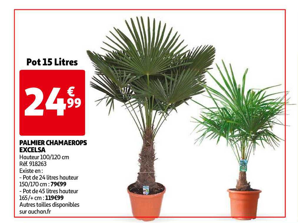 palmier chamaerops excelsa