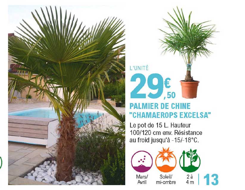 palmier de chine "chamaerops excelsa"