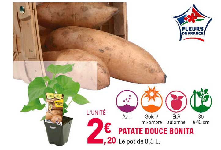 Patate Douce Bonita