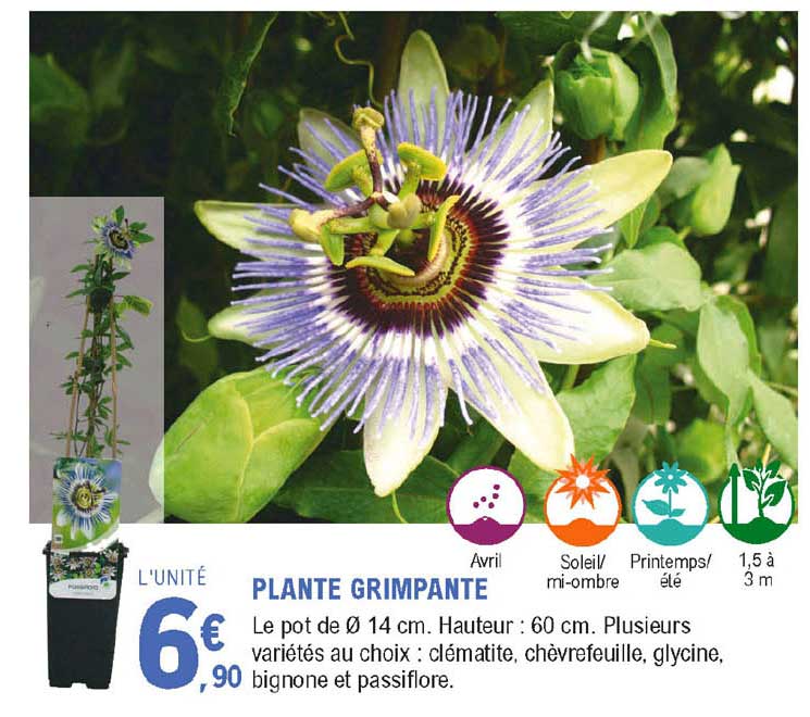 plante grimpante