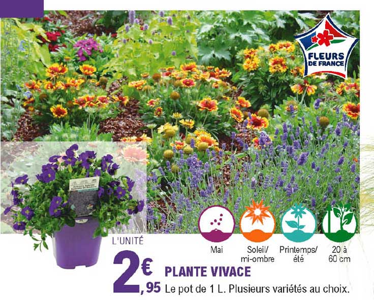 plante vivace