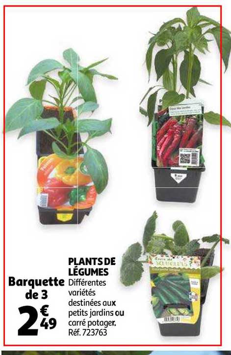 plants de légumes