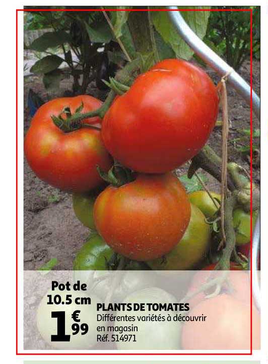plants de tomates