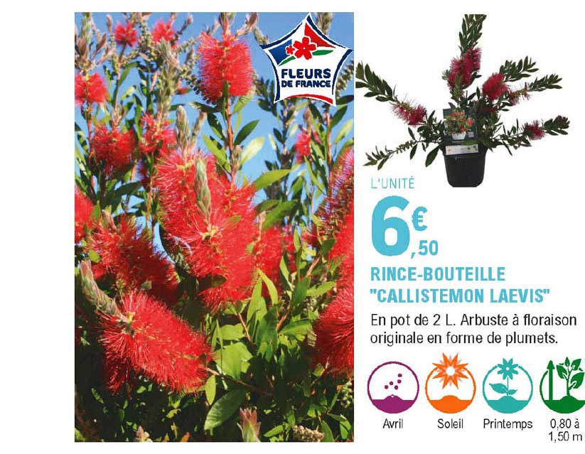 rince-bouteille "callistemon laevis"