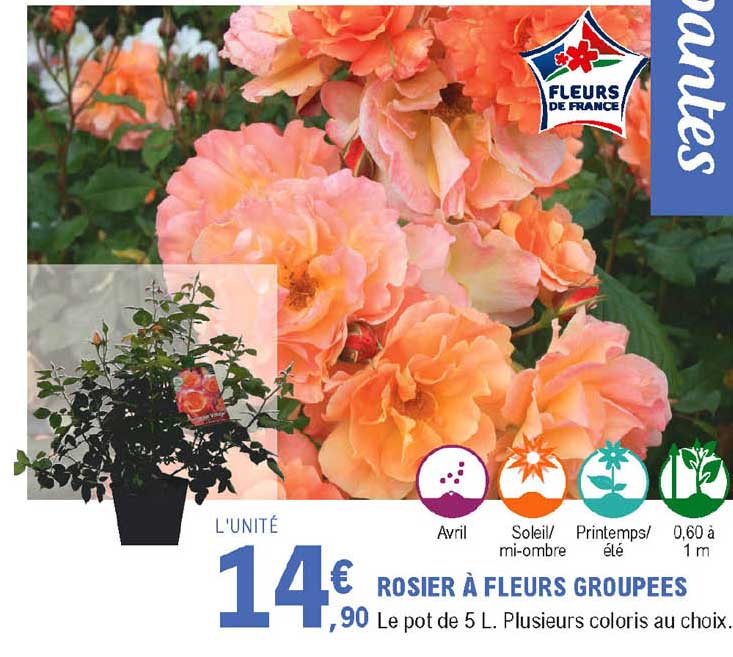 Rosier à Fleurs Groupées