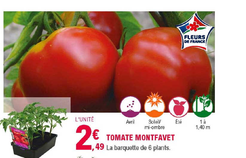 tomate montfavet
