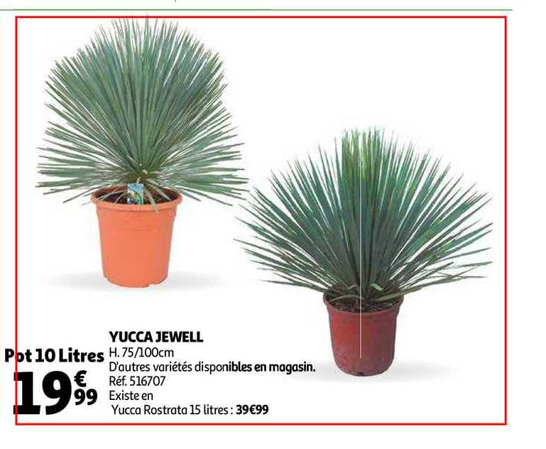 yucca jewell