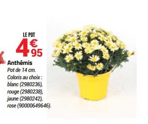 anthémis