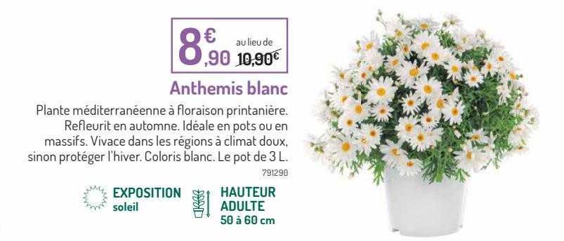 anthemis blanc