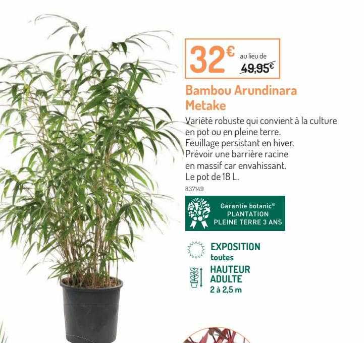 bambou arundinara metake