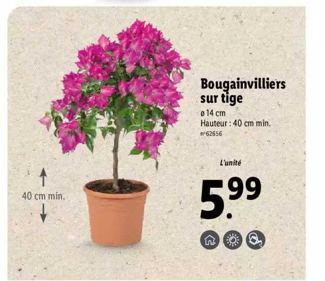 bougainvilliers sur tige