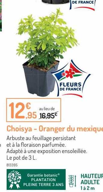 choisya - oranger du mexique