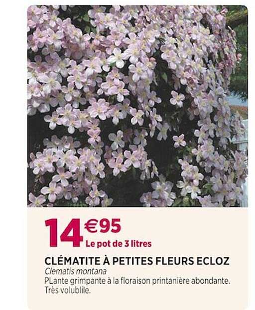 clématite à petites fleurs ecloz