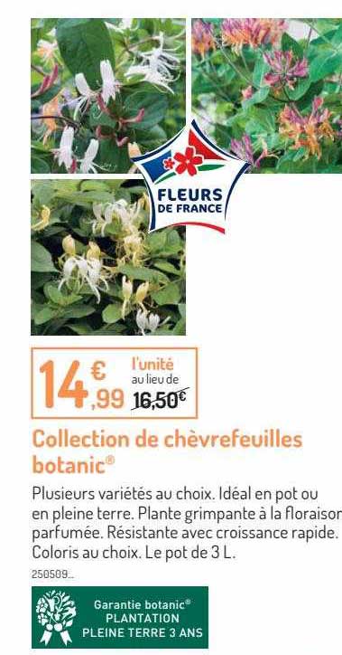 Collection De Chèvrefeuilles Botanic
