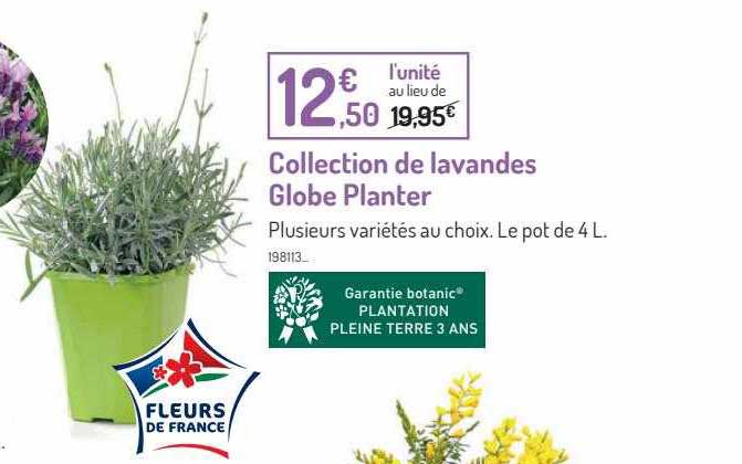 collection de lavandes globe planter
