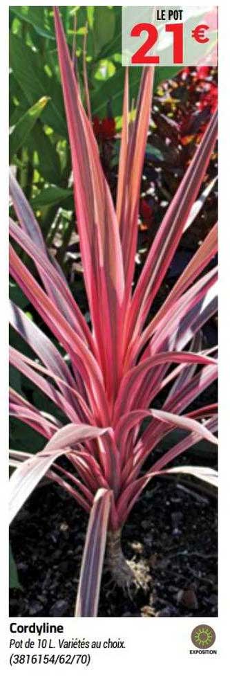 cordyline