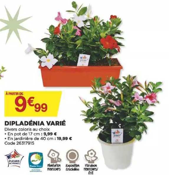 dipladénia varié