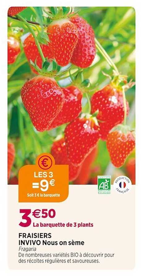 fraisiers invivo nous on sème