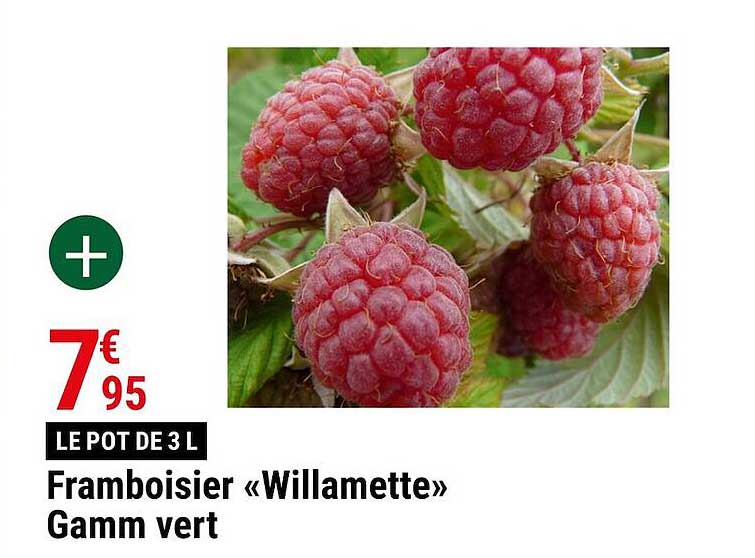 framboisier "willamette" gamm vert
