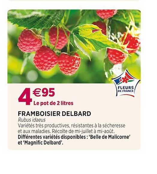 framboisier delbard