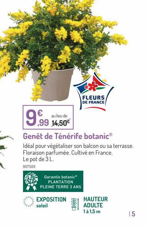 genêt de ténérife botanic