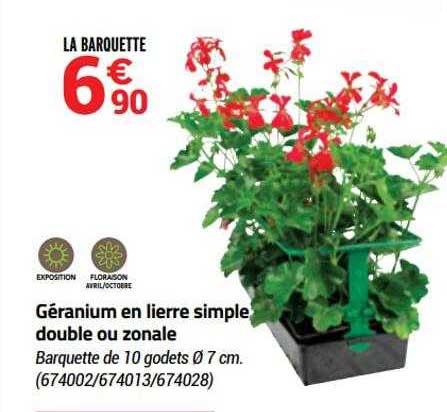 Géranium En Lierre Simple Double Ou Zonale