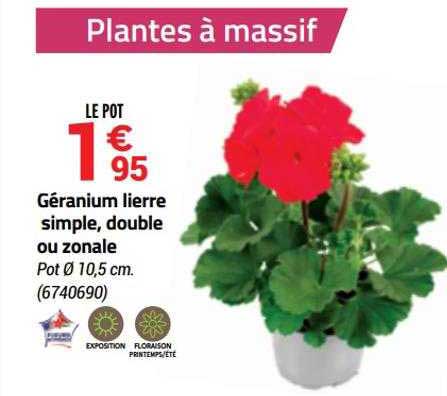 géranium lierre simple, double ou zonale