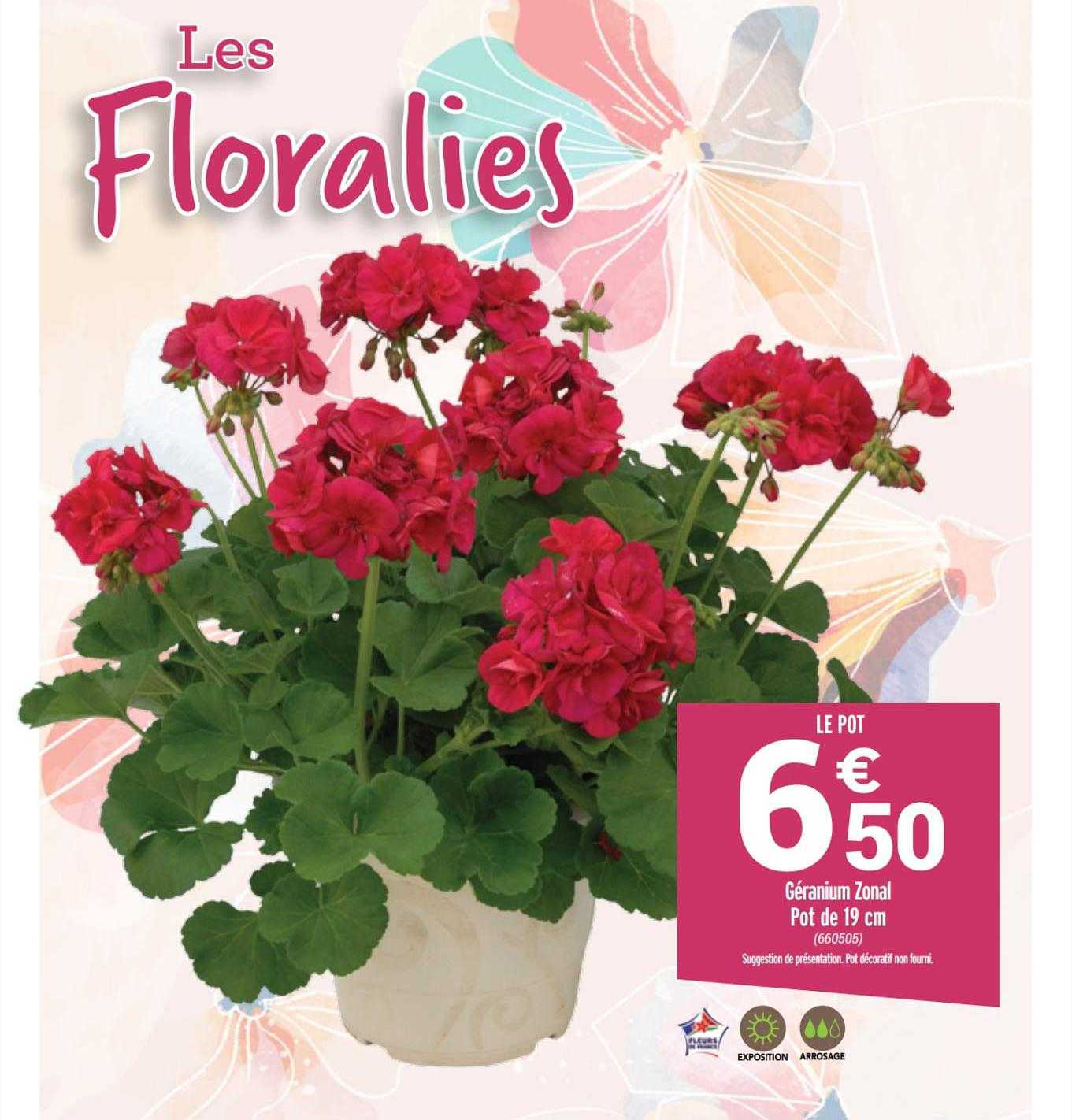 géranium zonal pot de 19 cm