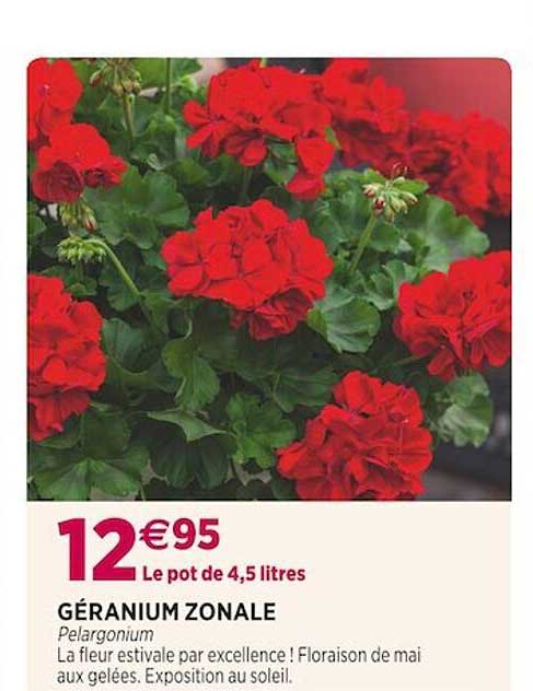 géranium zonale