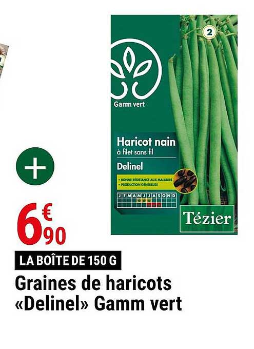 graines de haricots "delinel" gamm vert