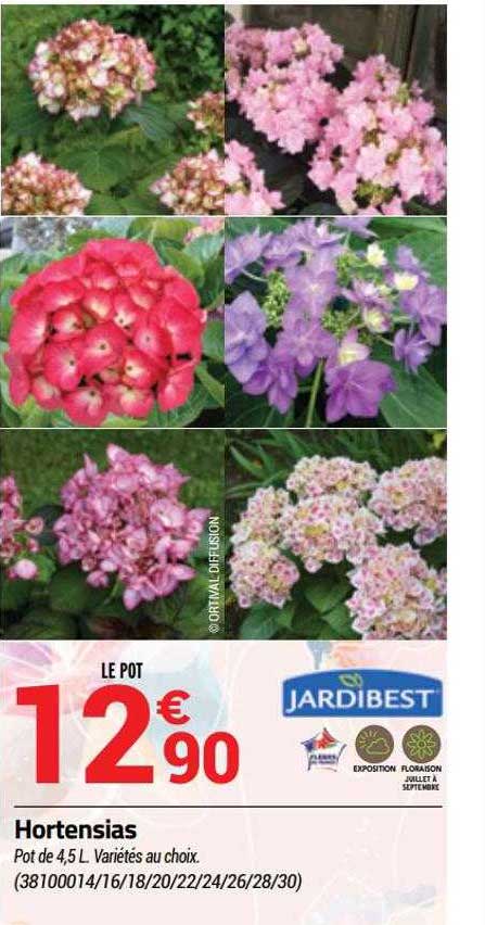 hortensias jardibest