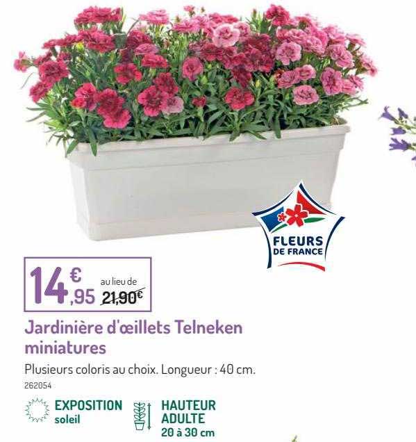 jardinière d'oeillets telneken miniatures