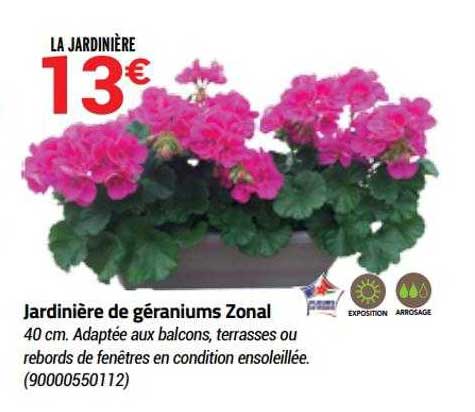 jardinière de géraniums zonal