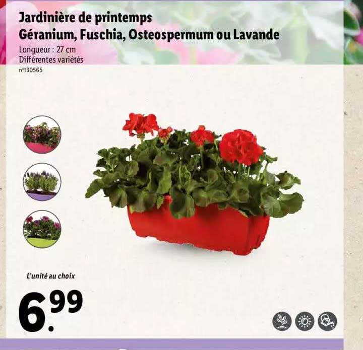jardinière de printemps géranium, fuschia, osteospermum ou lavande