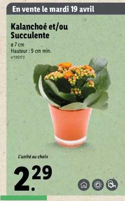 kalanchoé et-ou succulente