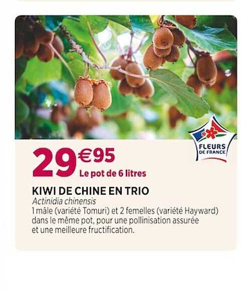 Kiwi De Chine En Trio