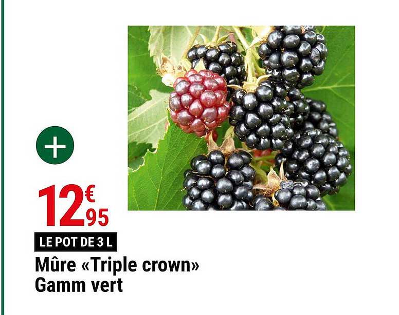 mûre "triple crown" gamm vert