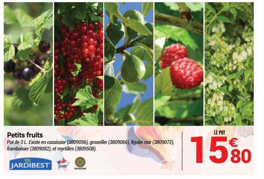 petits fruits jardibest