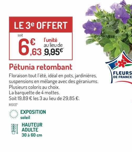 pétunia retombant