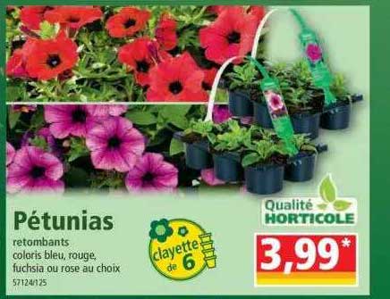 pétunias