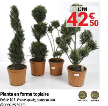 plante en forme topiaire