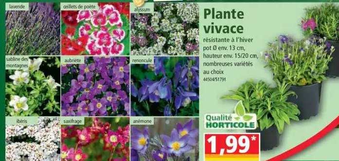 plante vivace