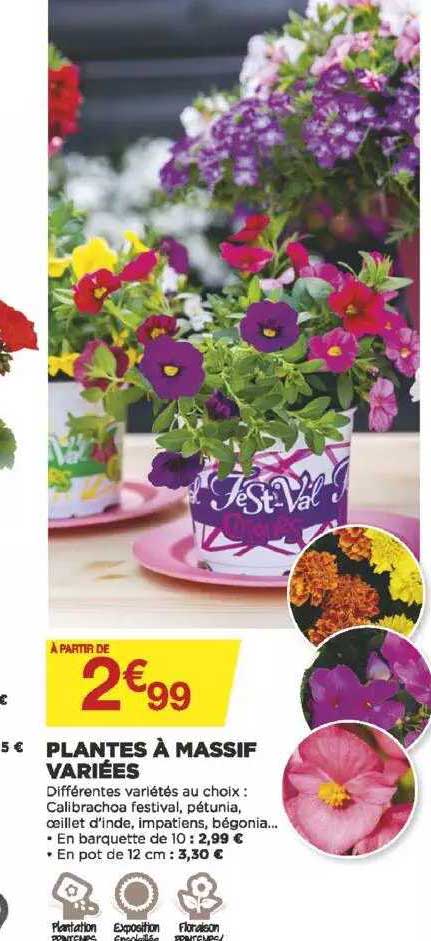 plantes à massif variées