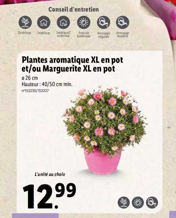 Plantes Aromatique Xl En Pot Et-ou Marguerite Xl En Pot