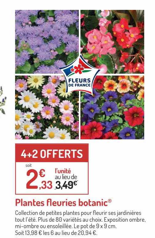 plantes fleuries botanic