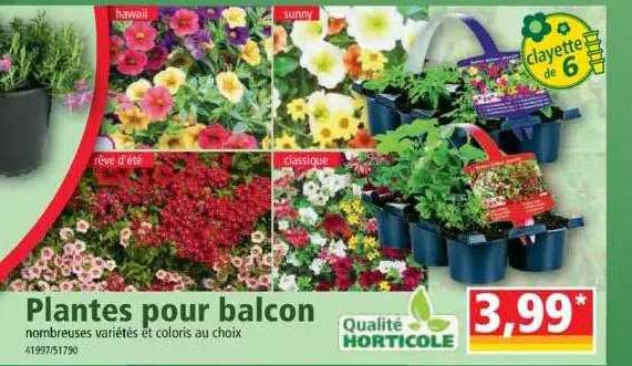 Plantes Pour Balcon